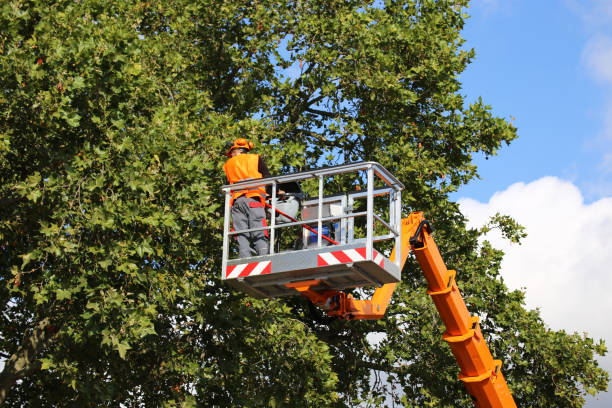 Best Commercial Tree Services  in Grove Hill, AL
