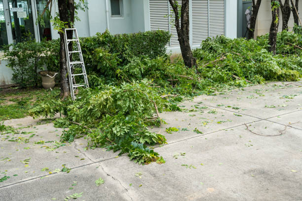 How Our Tree Care Process Works  in  Grove Hill, AL